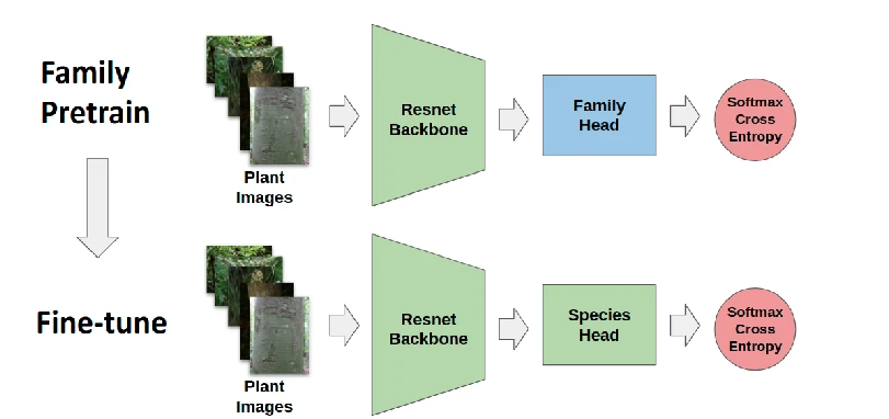 Figure 1 from Image-based plant identification with taxonomy aware architecture